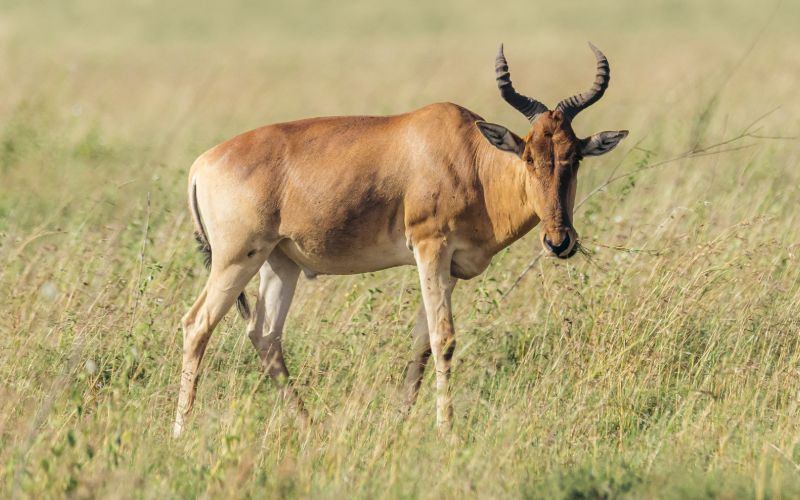 Serengeti National Park Records Highest Lion Population in Decades
