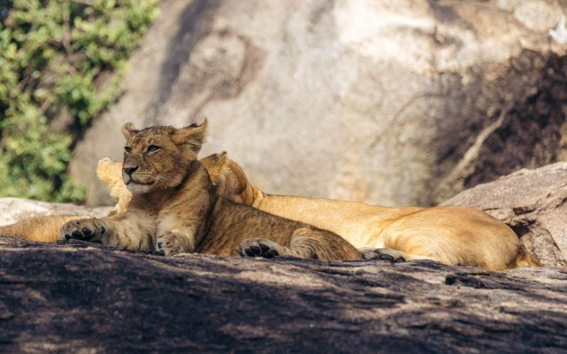 Kilimanjaro National Park Implements New Eco-Tourism Policies